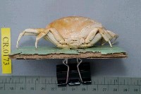 Marbled stone crab Collection Image, Figure 5, Total 6 Figures